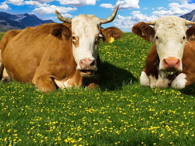 Financial Powers Of Attorney (POA) And  Living Trust Compared Side By Side